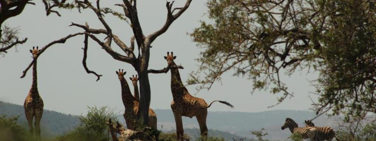 Stichting Wild About Music zet zich in voor behoud van de wildernis